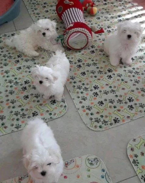 Maltese toy  cuccioli maschio e femmina