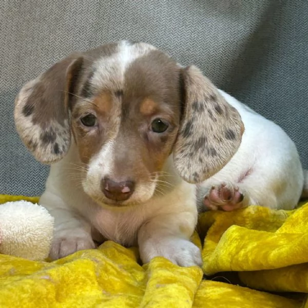 Bassotto cuccioli maschio e femmina