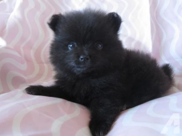  Pomeranian Toy cuccioli maschio e femmina