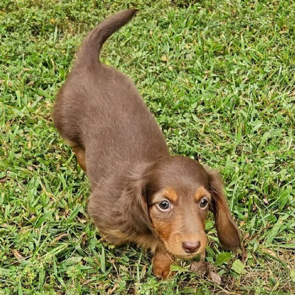 Bassotto cuccioli maschio e femmina