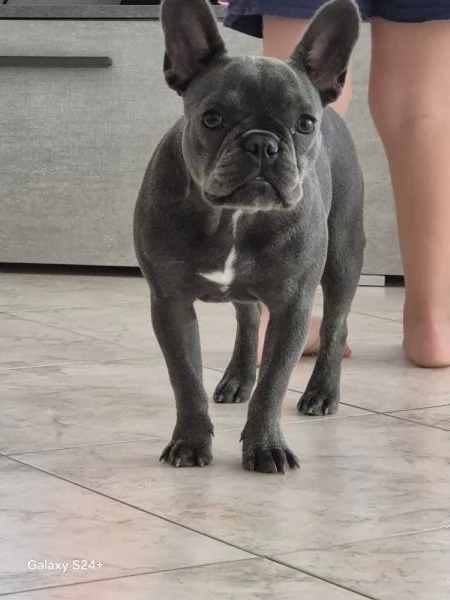 Cucciola femmina di buldogg  francese  8 mesi