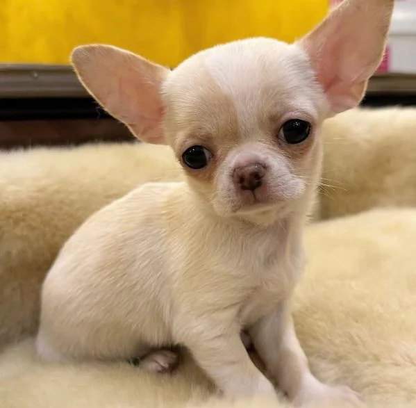 Chihuahua Toy cuccioli maschio e femmina