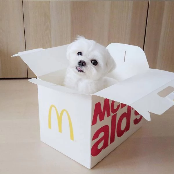 Maltese cuccioli maschio e femmina