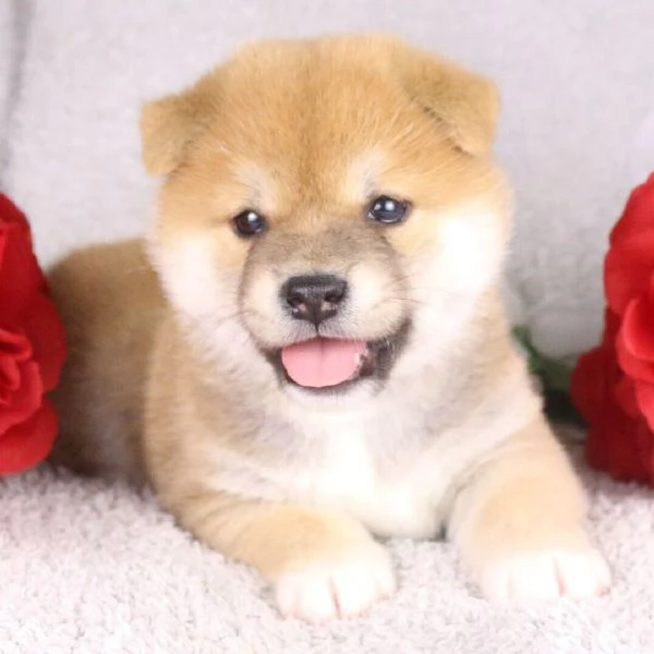 Shiba Inu cuccioli maschio e femmina