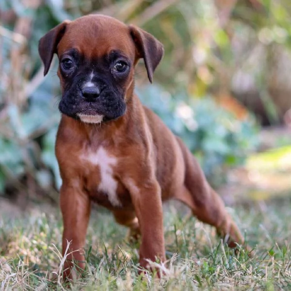 Boxer cuccioli maschio e femmina | Foto 0