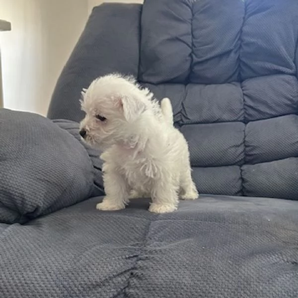 West Highland White Terrier cuccioli maschio e femmina