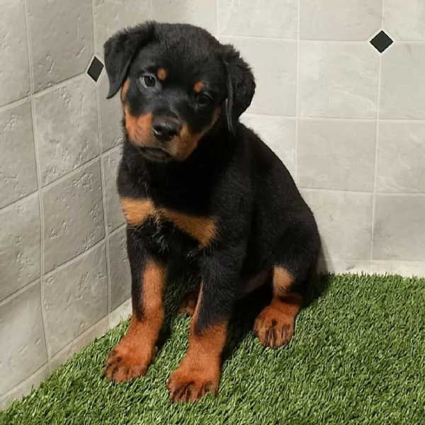 Rottweiler cuccioli maschio e femmina