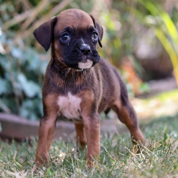 Boxer cuccioli maschio e femmina