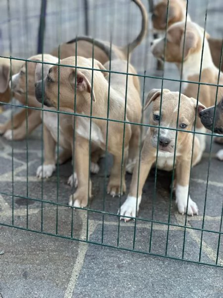 American Bully
