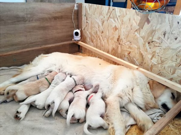 cuccioli golden retriever con pedigree ENCI | Foto 4