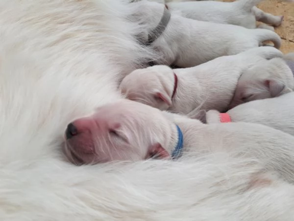 cuccioli golden retriever con pedigree ENCI | Foto 3
