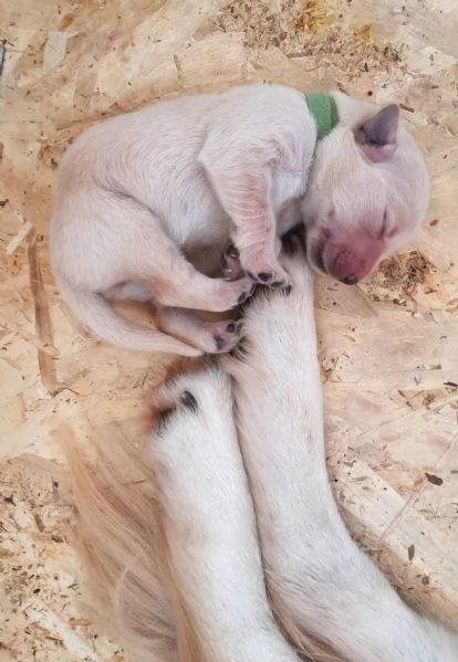 cuccioli golden retriever con pedigree ENCI | Foto 2