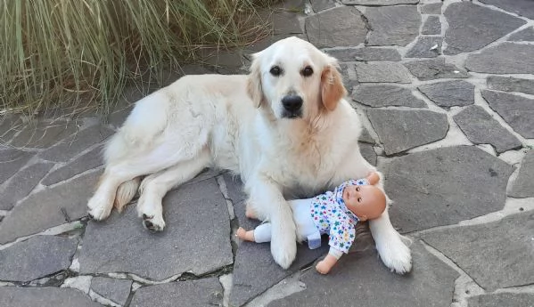 cuccioli golden retriever con pedigree ENCI | Foto 1