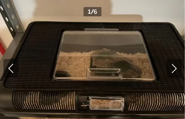 Vendo baby di serpente del grano 