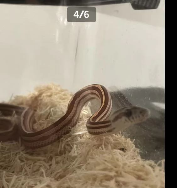 Vendo baby di serpente del grano  | Foto 3