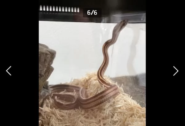 Vendo baby di serpente del grano  | Foto 2