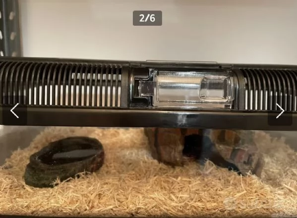 Vendo baby di serpente del grano  | Foto 1