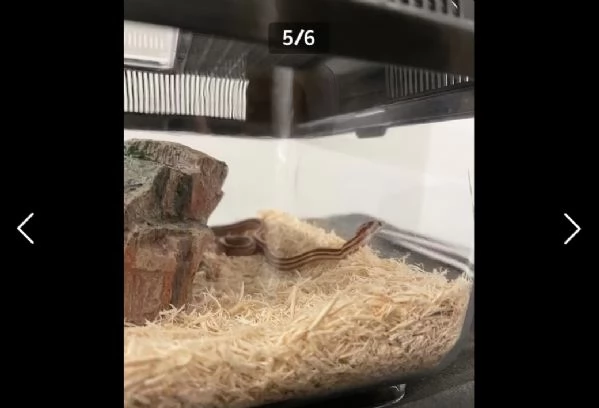 Vendo baby di serpente del grano  | Foto 0