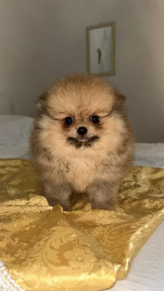 Vendo Spitz nano 