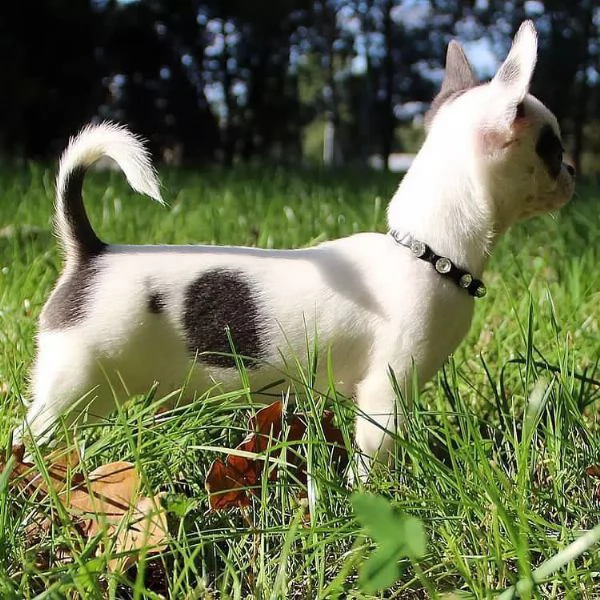 Cuccioli di Chihuahua 
