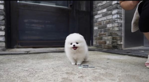 Cucciolo di Volpino Pomerania divertente e affettuoso | Foto 3