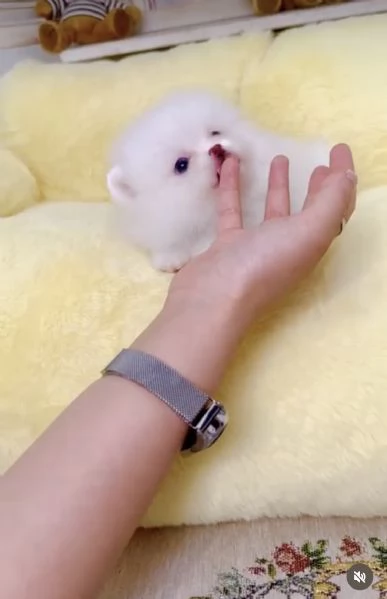 Cucciolo di Volpino Pomerania divertente e affettuoso | Foto 2