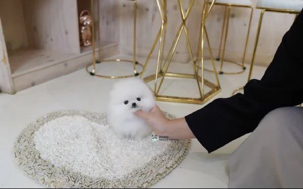 Cucciolo di Volpino Pomerania divertente e affettuoso | Foto 1