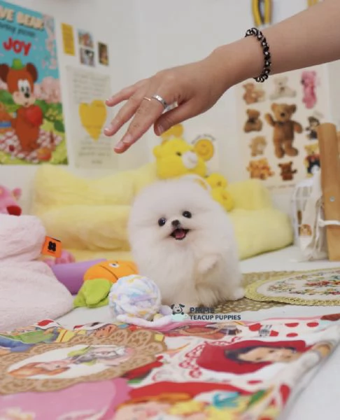 Cucciolo di Volpino Pomerania divertente e affettuoso | Foto 0