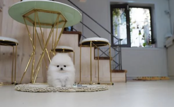 Cucciolo di Volpino Pomerania divertente e affettuoso