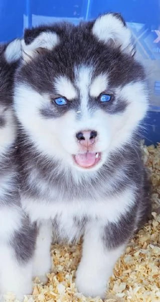 Cuccioli di Pomsky disponibili per ladozione | Foto 2