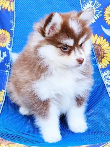 Cuccioli di Pomsky disponibili per ladozione