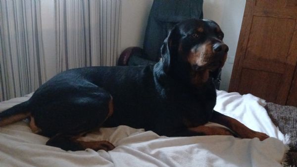 Adozione Oliver | Foto 0