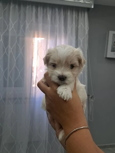 Maltipoo cuccioli