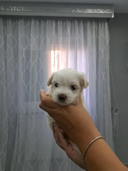 Maltipoo cuccioli | Foto 4
