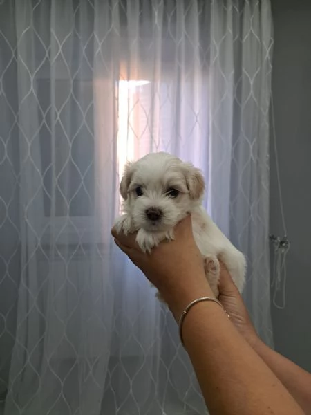 Maltipoo cuccioli | Foto 3