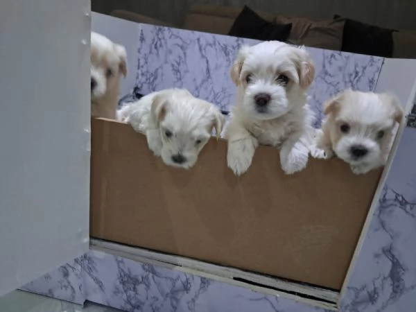Maltipoo cuccioli | Foto 1