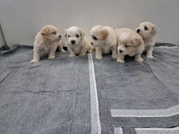 Maltipoo cuccioli | Foto 0