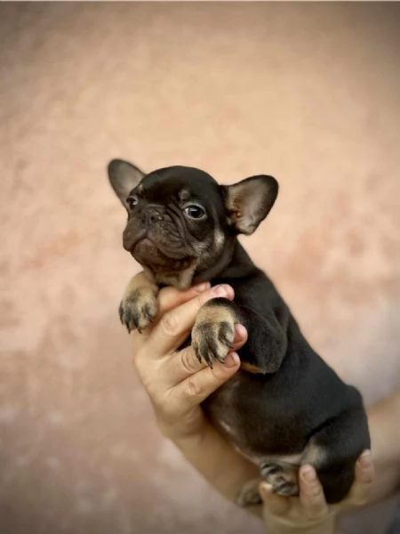 Bulldog Francesi  EXOTIC TOP QUALITY | Foto 6