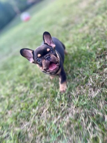 Bulldog Francesi  EXOTIC TOP QUALITY | Foto 5