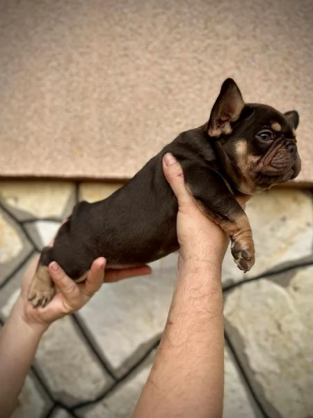 Bulldog Francesi  EXOTIC TOP QUALITY | Foto 4