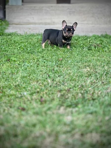 Bulldog Francesi  EXOTIC TOP QUALITY | Foto 3