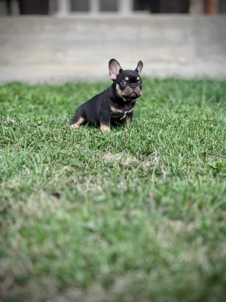 Bulldog Francesi  EXOTIC TOP QUALITY | Foto 2