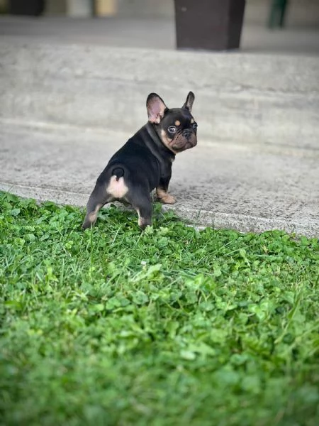 Bulldog Francesi  EXOTIC TOP QUALITY