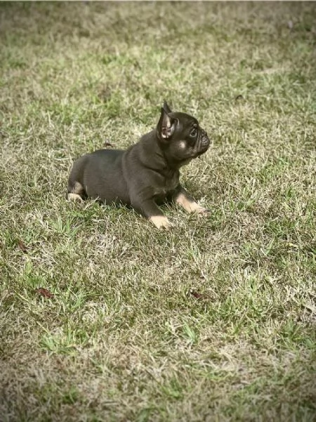 Bulldog Francesi  EXOTIC TOP QUALITY | Foto 1