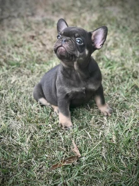 Bulldog Francesi  EXOTIC TOP QUALITY | Foto 0