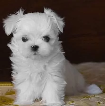 Cuccioli di razza Maltese Toy