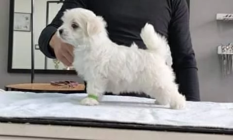 Cuccioli di razza Maltese Toy | Foto 0