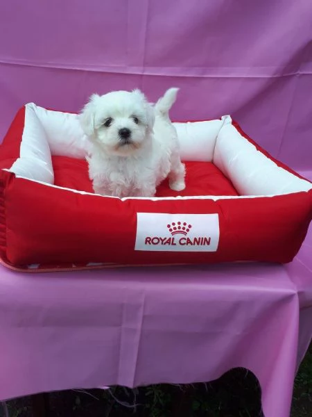 Cuccioli Maltese toy dai 3 ai 4 mesi  | Foto 0