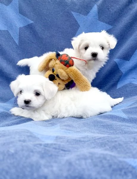 Maltesi cuccioli tutti bianchi | Foto 0