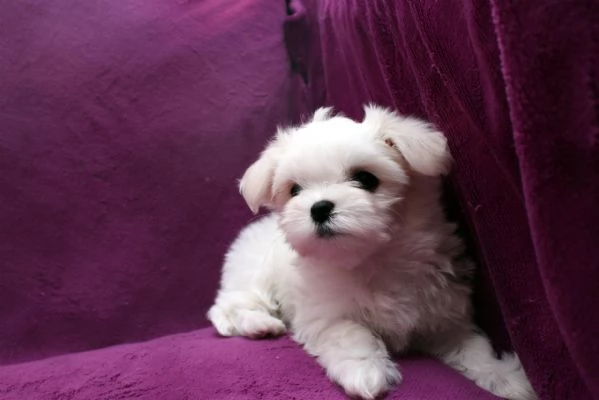 Cuccioli di Maltese toy